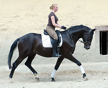 Trakehner v. Summertime u.d. Greta Garbo v. Alter Fritz