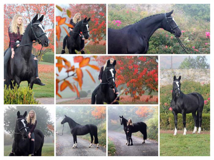 Elitestute GRETA GARBO v. Alter Fritz  - Trakehner Gestt Hmelschenburg - Beate Langels