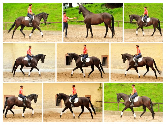 Trakehner Stute von Saint Cyr - Summertime - Rockefeller , Foto: Beate Langels - Trakehner Gestt Hmelschenburg