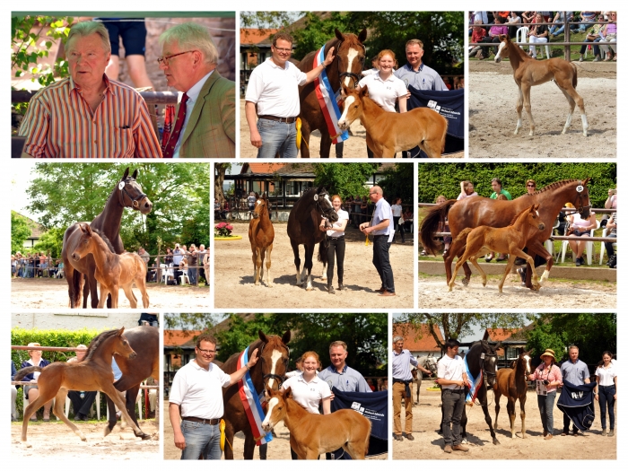 Trakehner Fohlenschau in Hmelschenburg 2016