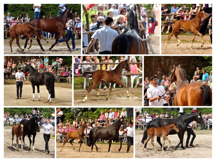 Trakehner Fohlenschau in Hmelschenburg 2016