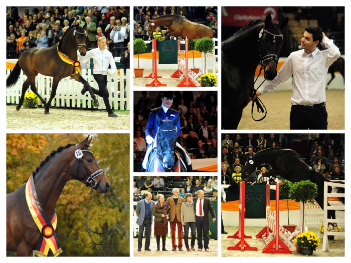   - Foto: 54. Trakehner Hengstmarkt 2016 - Foto: Beate Langels -
Trakehner Gestt Hmelschenburg
