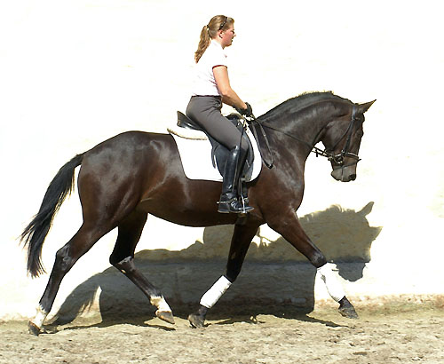 Trakehner v. Summertime u.d. Greta Garbo v. Alter Fritz