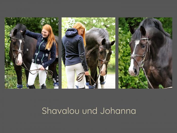 Prmienhengst Shavalou v. Freudenfest und Johanna - Trakehner Gestt Hmelschenburg - Beate Langels