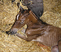 Hengstfohlen von Freudenfest u.d. Corci v. Biotop, Foto: Heleen Cramer