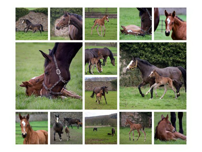 Frhlingsboten
 - Trakehner Gestt Hmelschenburg - FotoCarmen Schnell und Sigrid Rutz