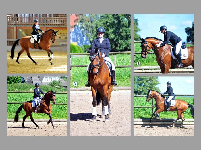 Saltazio und Iris im August 2024 - Foto: Beate Langels - Trakehner Gestt Hmelschenburg