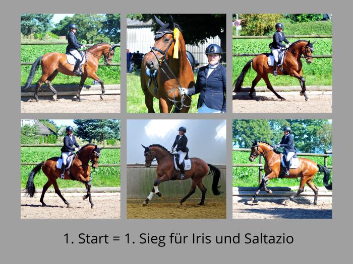 Saltazio und Iris im August 2024 - Foto: Beate Langels - Trakehner Gestt Hmelschenburg