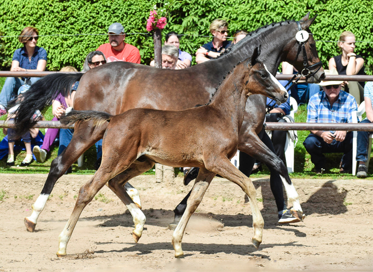 Oldenburger Hengstohlen von De Niro u.d. Schwalbendiva v. Totilas
 - Trakehner Gestt Hmelschenburg - Foto: Carmen Schnell