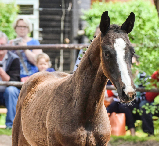 Oldenburger Hengstohlen von De Niro u.d. Schwalbendiva v. Totilas
 - Trakehner Gestt Hmelschenburg - Foto: Carmen Schnell