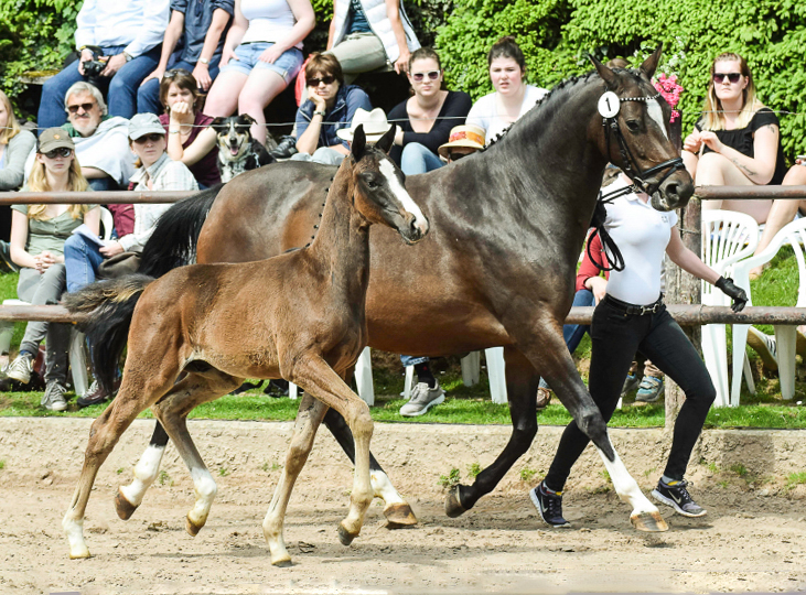 Oldenburger Hengstohlen von De Niro u.d. Schwalbendiva v. Totilas
 - Trakehner Gestt Hmelschenburg - Foto: Carmen Schnell