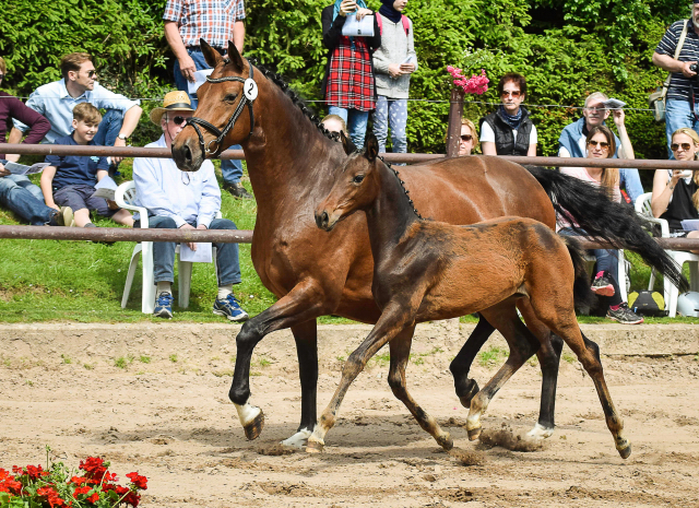 Stutfohlen von Shavalou u.d. Giulietta v. Saint Cyr - Trakehner Gestt Hmelschenburg - Foto: Carmen Schnell