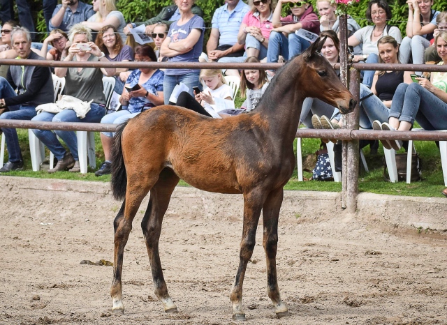 Stutfohlen von Shavalou u.d. Giulietta v. Saint Cyr - Trakehner Gestt Hmelschenburg - Foto: Carmen Schnell