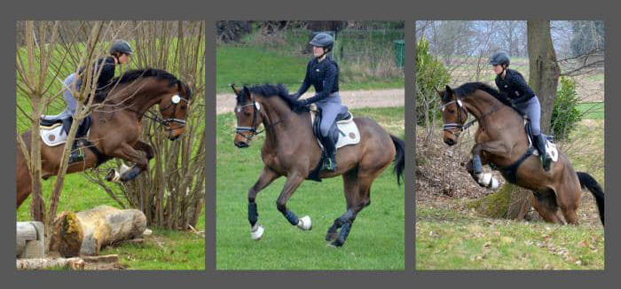 Vino v. High Motion x Exclusiv x Showmaster - Foto Beate Langels - Gestt Hmelschenburg