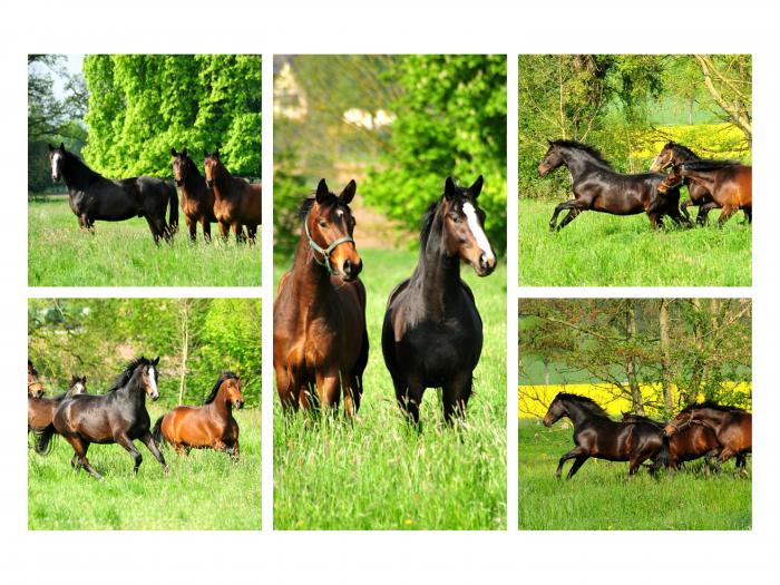 zweijhrige Hengste am 1. Mai 2019 - Trakehner Gestt Hmelschenburg - Foto: Beate Langels