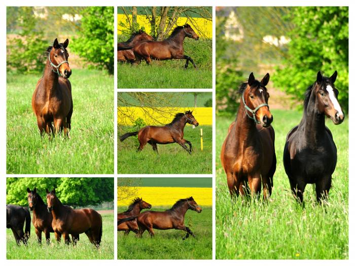 zweijhrige Hengste am 1. Mai 2019 - Trakehner Gestt Hmelschenburg - Foto: Beate Langels