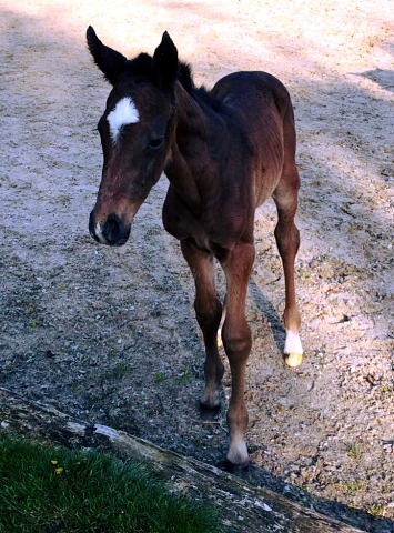 Stutfohlen von High Motion x Distelzar - Foto: Jens Dren