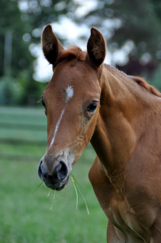 Trakehner Hengstfohlen von High Motion x Sapros, Foto: Dierks