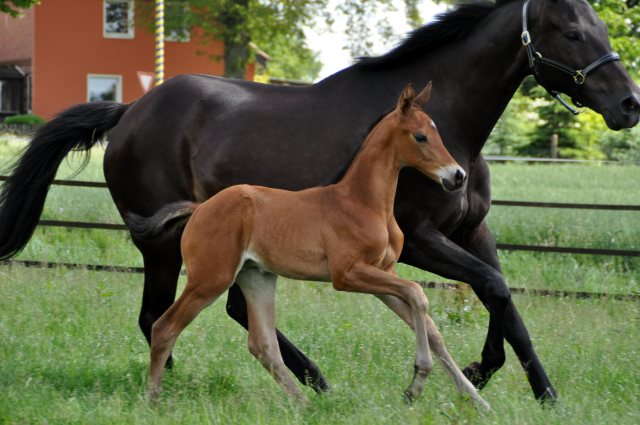 Trakehner Hengstfohlen von High Motion x Sapros, Foto: Renate Dierks