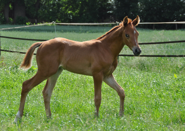 Trakehner Hengstfohlen von High Motion x Sapros, Foto: Dierks