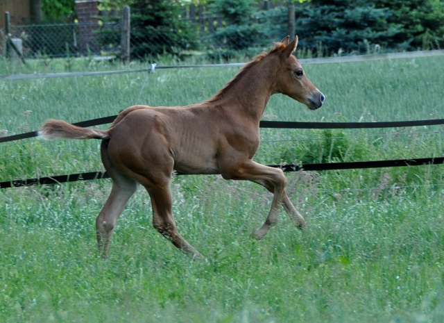 Trakehner Hengstfohlen von High Motion x Sapros, Foto: Dierks