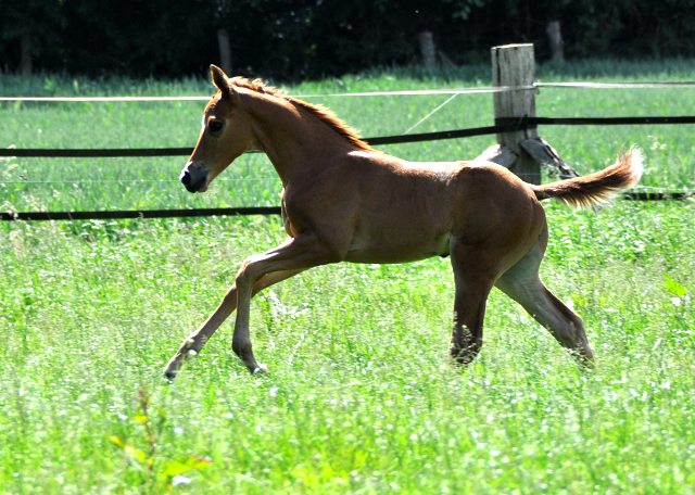 Trakehner Hengstfohlen von High Motion x Sapros, Foto: Dierks