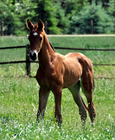 Trakehner Hengstfohlen von High Motion x Sapros, Foto: Renate Dierks