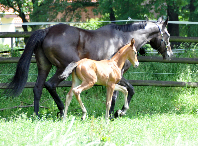 Trakehner Hengstfohlen von High Motion x Sapros, Foto: Renate Dierks