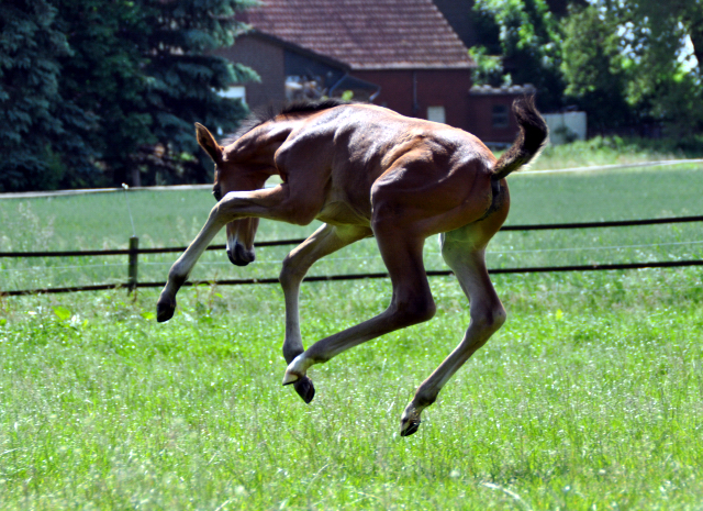 Trakehner Hengstfohlen von High Motion x Sapros, Foto: Renate Dierks