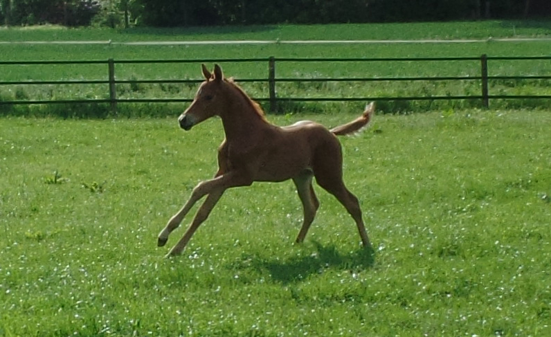 Trakehner Hengstfohlen von High Motion x Sapros, Foto: Beate Langels