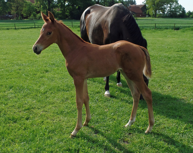 Trakehner Hengstfohlen von High Motion x Sapros, Foto: Beate Langels