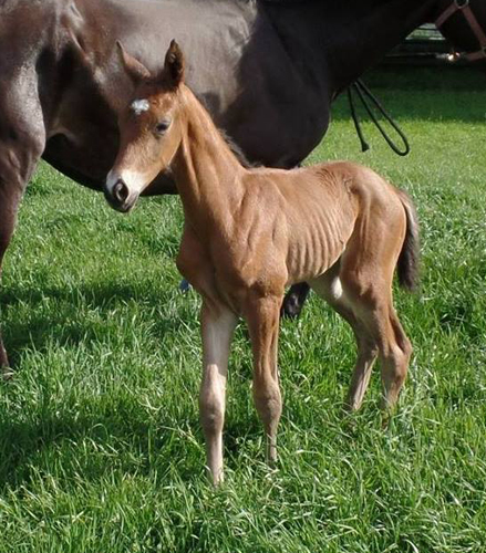 Trakehner Hengstfohlen von High Motion x Sapros, Foto: Renate Dierks