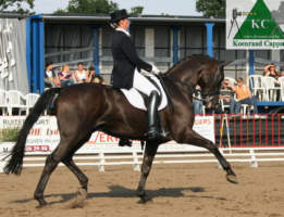 Dark Diamant v. Davignon I u.d. Schwalbenlust v. Enrico Caruso - Foto: Eurodressage