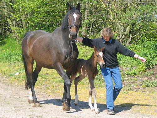 Trakehner Hengst von Freudenfest - Manrico - Tmmler