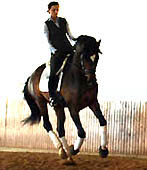 3jhriger Trakehner Hengst DEERBERG von Freudenfest u.d. Didaktik v. Manrico