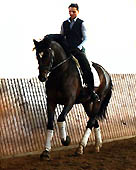 3jhriger Trakehner Hengst DEERBERG von Freudenfest u.d. Didaktik v. Manrico