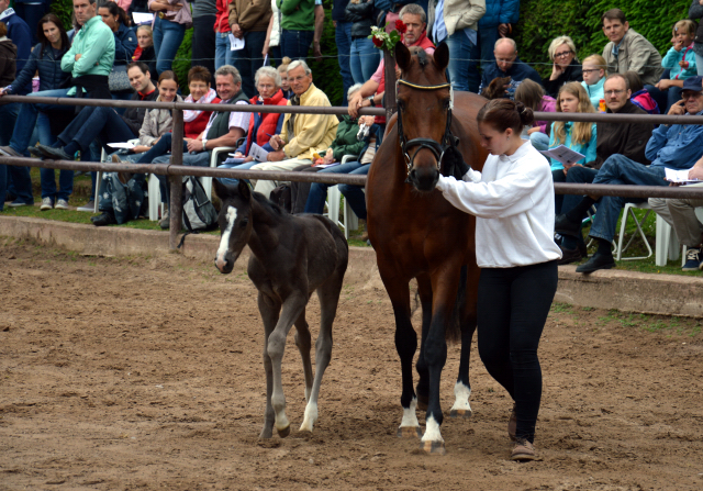 Stutfohlen von Alter Fritz u.d. Giulietta v. Saint Cyr - Red Patrick xx