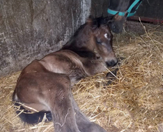 Trakehner Hengstfohlen von Saint Cyr x Summertime - Gribaldi - Foto: Diana Grn