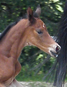 Trakehner Hengstfohlen von Saint Cyr x Summertime - Gribaldi - Foto: Diana Grn