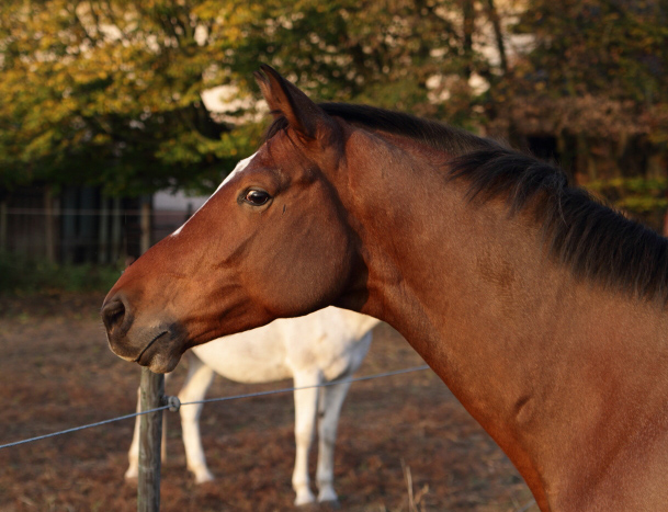 Killarney by Saint Cyr out of Karena by Freudenfest - Foto: Ellen Habert