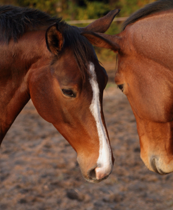 Galileo von Exclusiv - Maestro - Kostolany - Karon, Foto: Habert