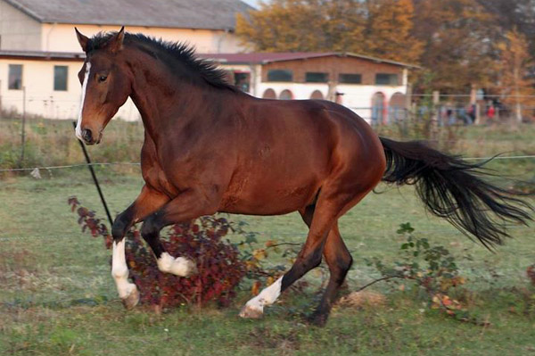 Galileo von Exclusiv - Maestro - Kostolany - Karon, Foto: Dietmar Habert