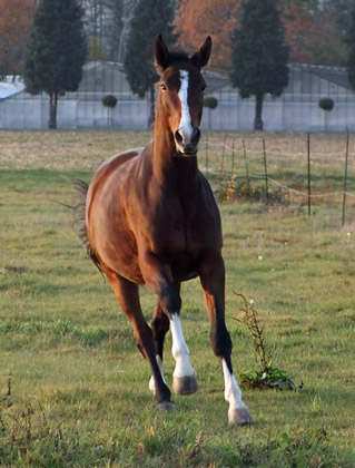 Galileo von Exclusiv - Maestro - Kostolany - Karon, Foto: Dietmar Habert