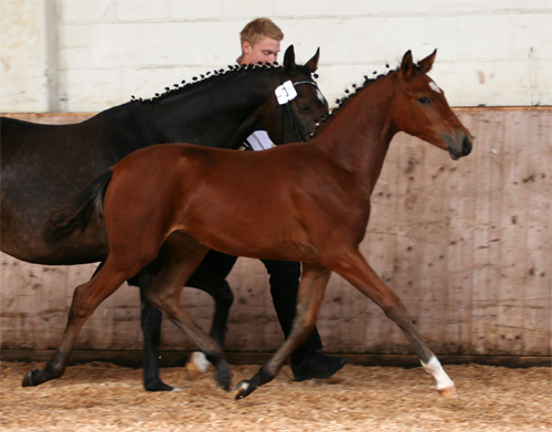 Trakehner Stutfohlen von Freudenfest x Sapros, Foto: Ilonka Danowski