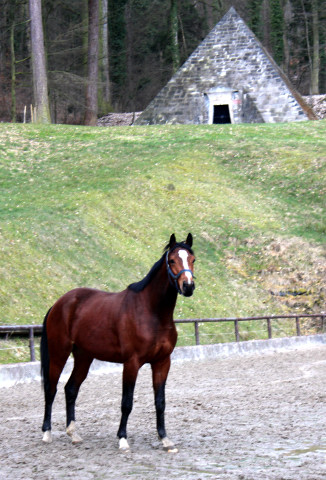 3jhriger Trakehner v. Summertime u.d. Klassic v. Freudenfest u.d. Kassuben v. Enrico Caruso - 12.04,2013 - Foto: Doris Laven - Trakehner Gestt Hmelschenburg