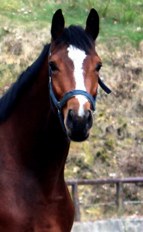 3jhriger Trakehner v. Summertime u.d. Klassic v. Freudenfest u.d. Kassuben v. Enrico Caruso - 12.04,2013 - Foto: Doris Laven - Trakehner Gestt Hmelschenburg