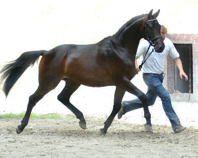 Dolaretto, Trakehner Hengst v. Summertime - Consul, im August 2006