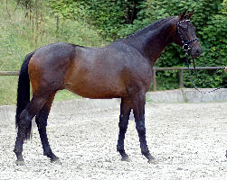 2jhriger Trakehner Hengst 