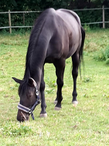 Schwalbentraum - Trakehner Stute Schwalbentraum von Helium u.d. Schwalbensage v. Grand Corazn
 - Trakehner Gestt Hmelschenburg - Beate Langels