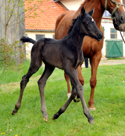 Hengstfohlen von Oliver Twist u.d. Persymona v. Symont
 - Foto: Beate - Gestt Hmelschenburg